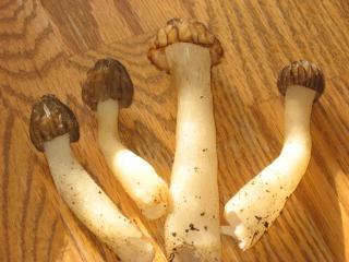 24186_morel_001.jpg