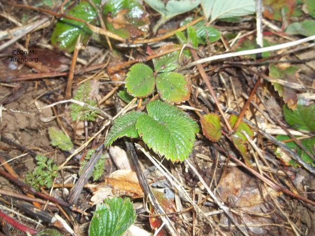 24247_100_1401.jpg
