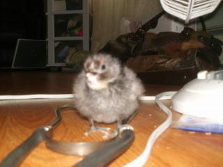 24247_blueblacksplashlavender_australorps_001.jpg