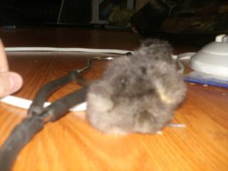 24247_blueblacksplashlavender_australorps_002.jpg