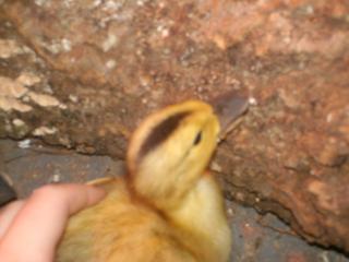 24247_duckling_pics_may_1st_001.jpg
