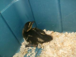 24247_duckling_pics_may_1st_008.jpg