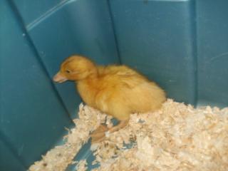 24247_duckling_pics_may_1st_009.jpg