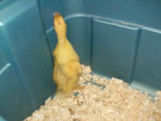 24247_duckling_pics_may_1st_011.jpg