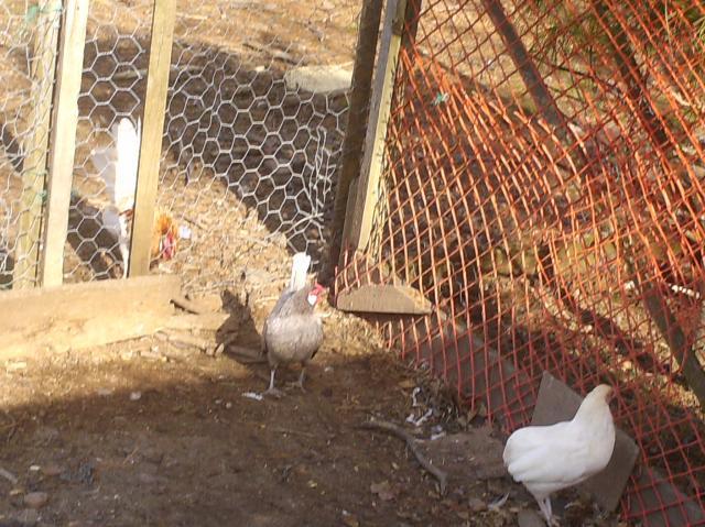 24247_picture_029.jpg