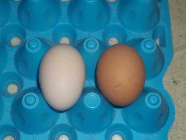 24247_salmon_faverolle_bantam_egg_001.jpg
