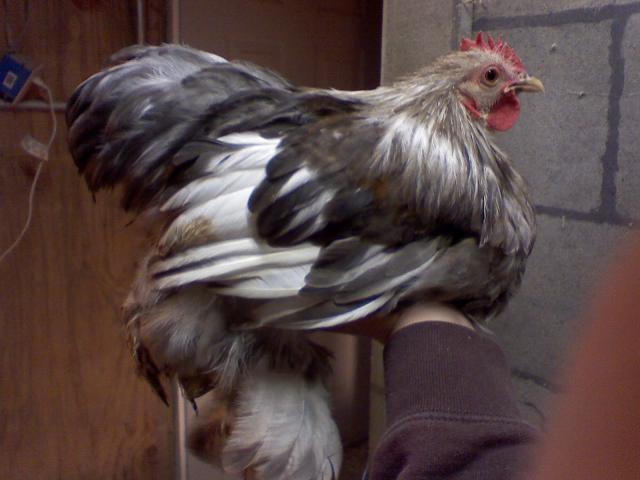 24277_1202001813.jpg