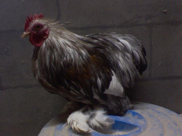 24277_1229002038b.jpg