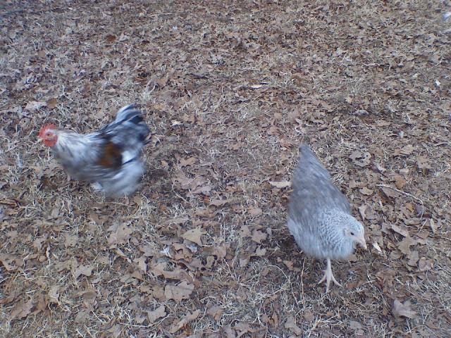 24277_downsized_0123011749.jpg