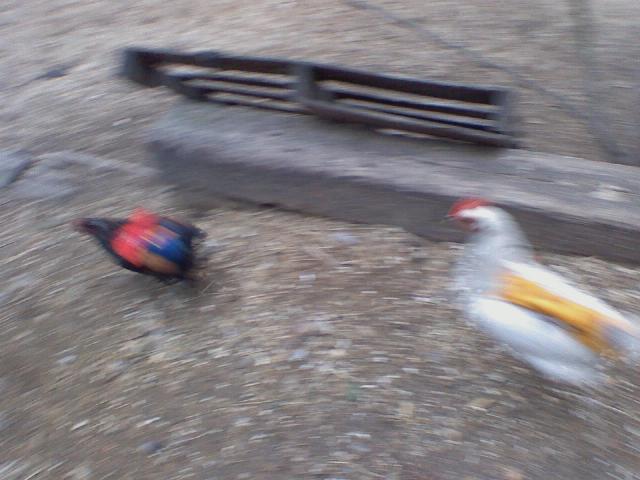 24277_downsized_0125010756.jpg
