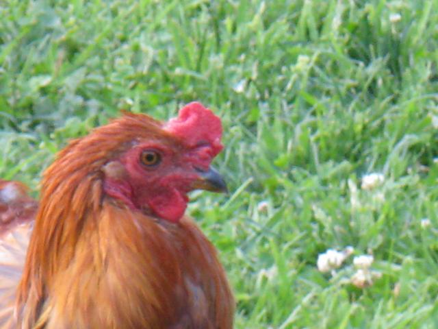 24284_chickens_004.jpg