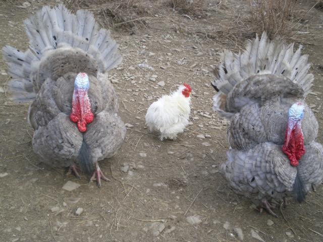 24293_tilly_with_chicks_07-04-10_013.jpg
