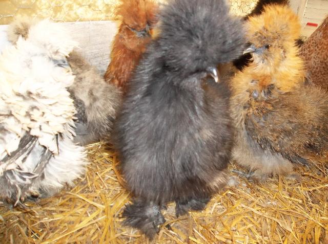 24309_blacksilkieshrink.jpg
