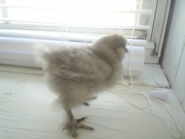 24309_splash_silkie.jpg