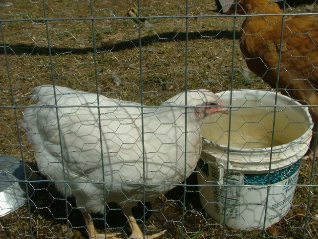 24322_chickens_023.jpg