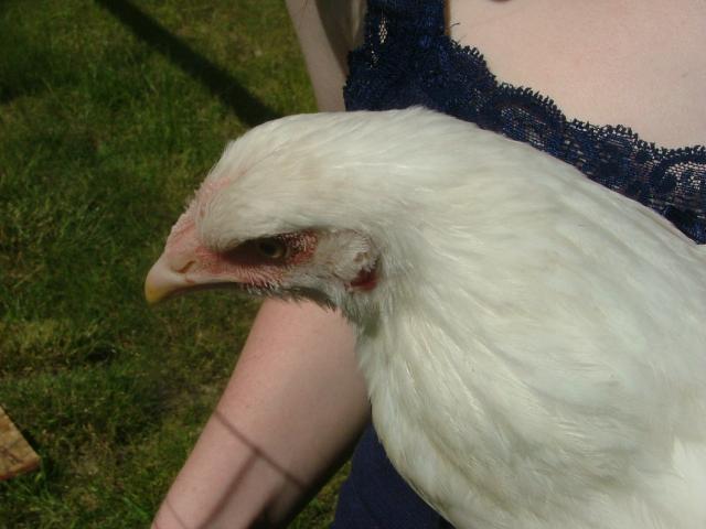 24322_chickens_045.jpg