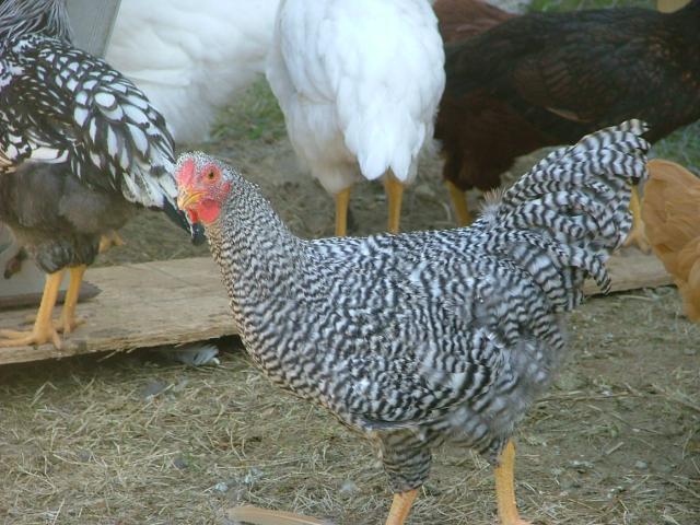 24322_chickens_051.jpg