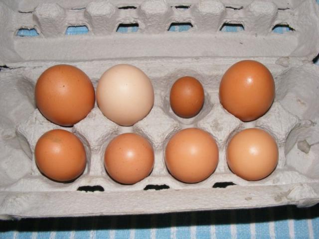 24325_littleegg.jpg