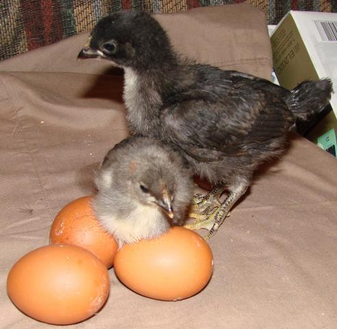 24331_maran_chick_egg.jpg