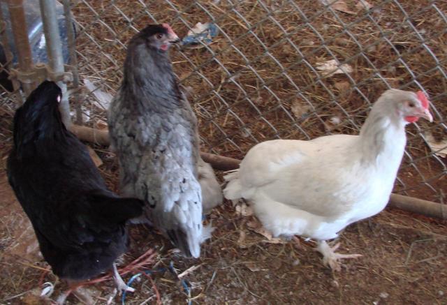 24331_maran_hens.jpg