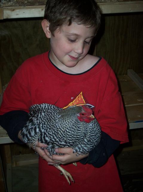 24335_chicken_pics_10-9-10_012.jpg