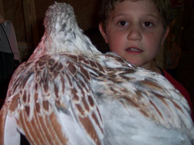 24335_chicken_pics_10-9-10_020.jpg