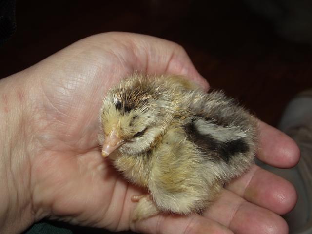 24335_cochin_chicks_004.jpg
