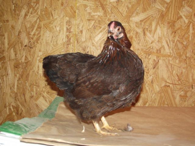 24335_duck_moving_day_027.jpg