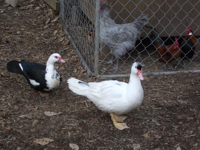 24335_duck_moving_day_044.jpg
