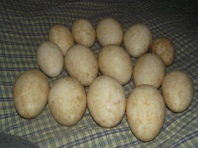 24335_goose_eggs_001.jpg