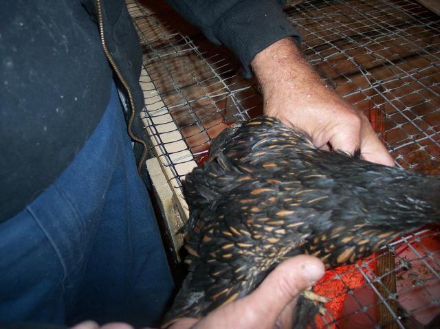 24335_life_on_the_farm_102010_126.jpg