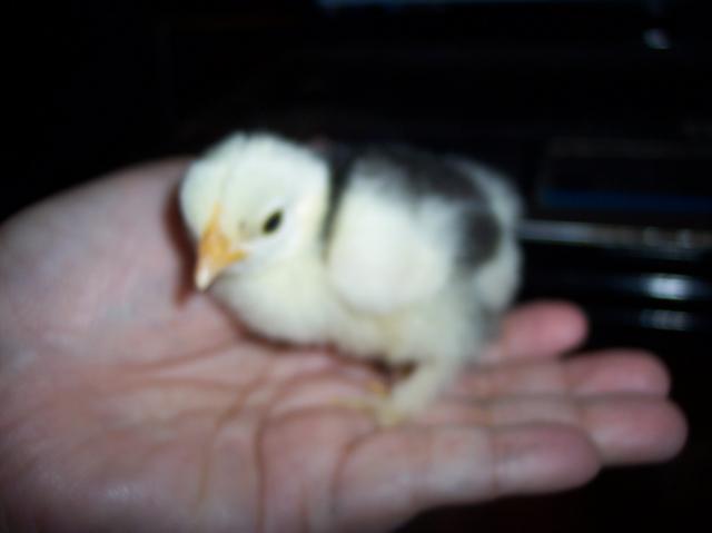 24335_mc_chick_ivy_house_018.jpg