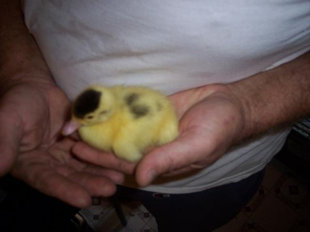 24335_scovy_babies_005.jpg