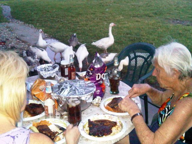 24345_picnic_with_cotton_patch_geese.jpg
