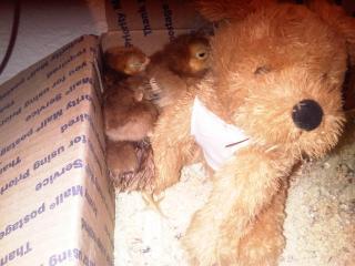24345_rhode_island_red_chicks_need_stuffed_animal.jpg