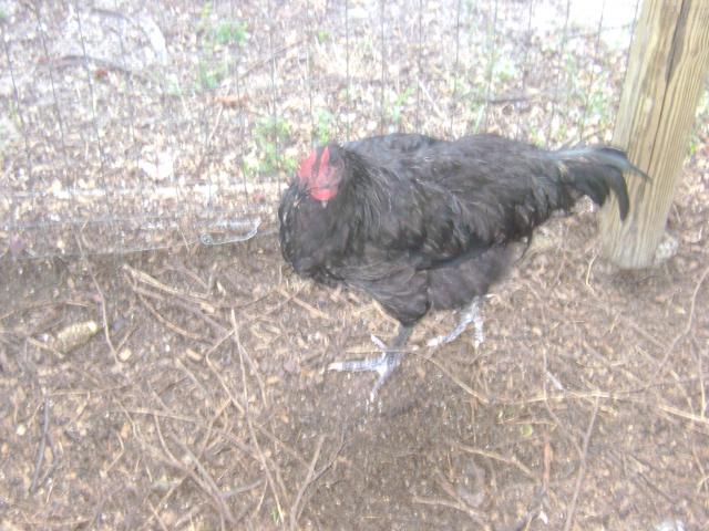 24353_chickens_001.jpg
