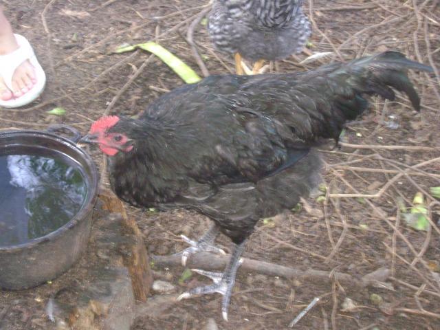 24353_chickens_005.jpg