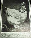 24364_1913lightbrahmahensm.jpg