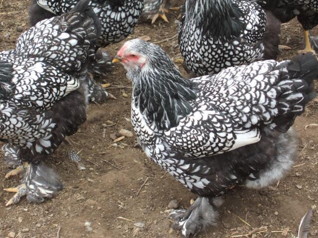 12+ Silver Laced Brahma Project Eggs NPIP  BackYard Chickens - Learn How  to Raise Chickens