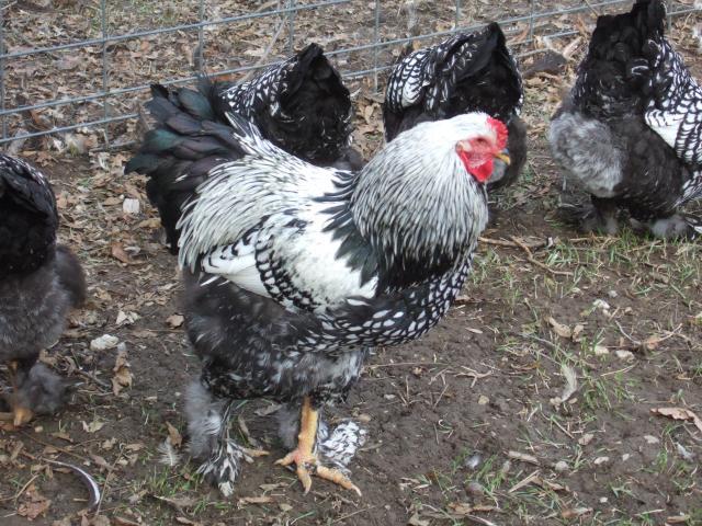 24364_chicken_pics-_craigslist_205.jpg