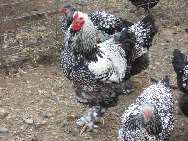 12+ Silver Laced Brahma Project Eggs NPIP  BackYard Chickens - Learn How  to Raise Chickens