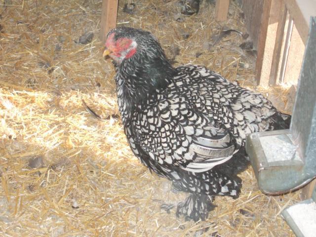 24364_chicken_pics-_craigslist_251.jpg