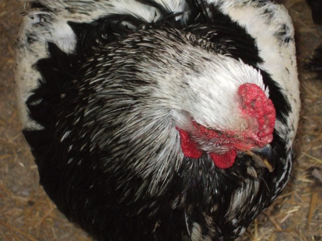 24364_chickens_001.jpg