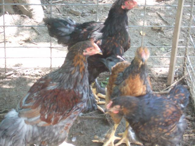 24364_chickens_160.jpg