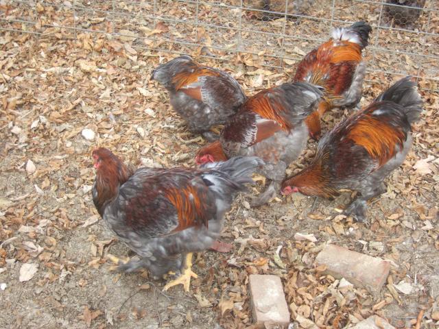 24364_chickens_297.jpg