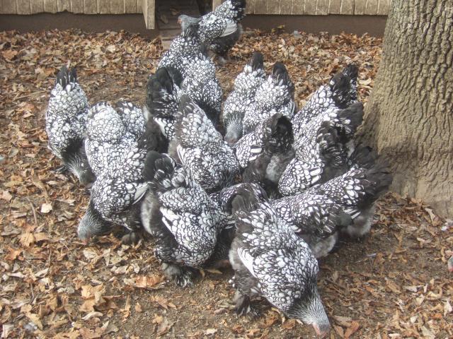 24364_chickens_318.jpg