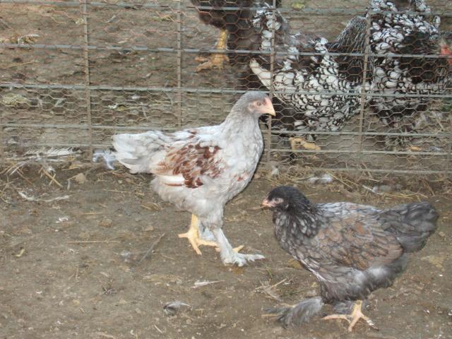 24364_chickens_409.jpg