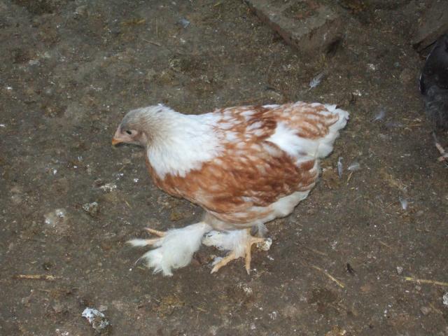 24364_chickens_543.jpg
