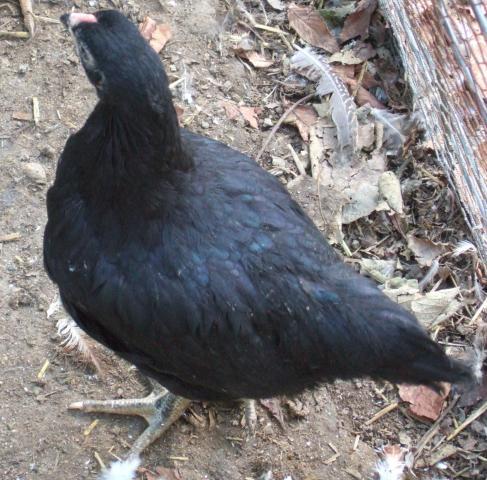 24364_dscf4508.jpg