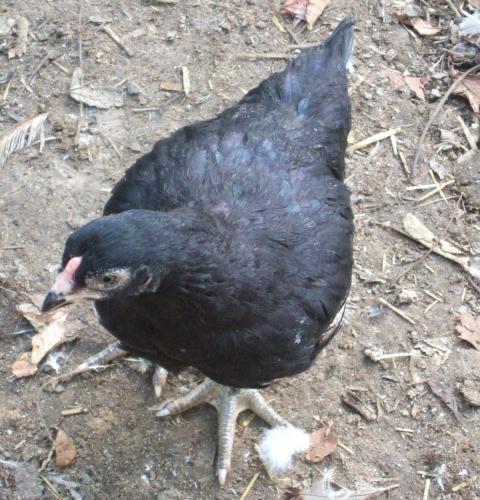 24364_dscf4509.jpg